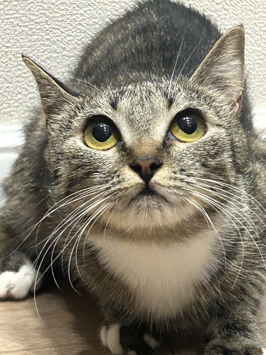 Отдам в добрые руки