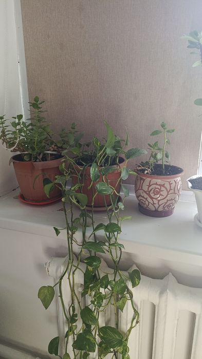 Комнатные цветы-горшоктағы гүлдер