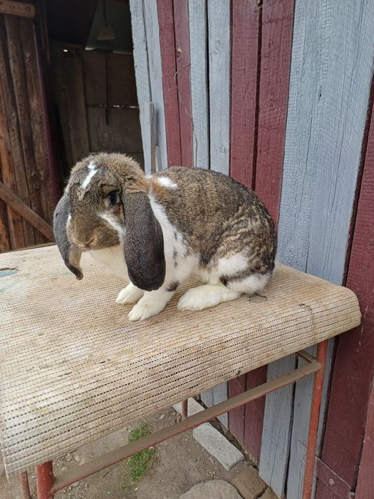 iepuri rasa berbec german