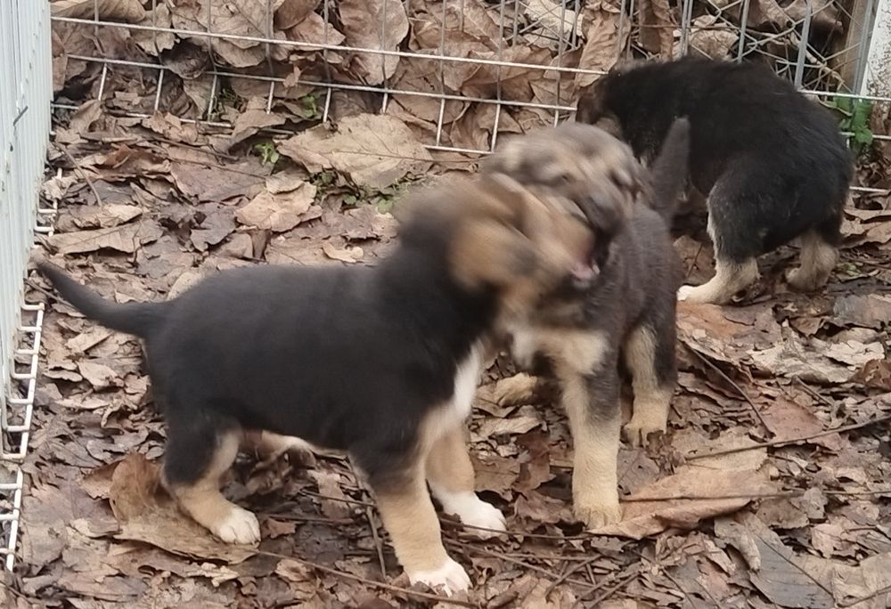 подарявам бебета