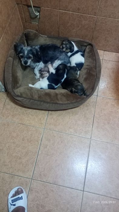 Vând puii căței siztu