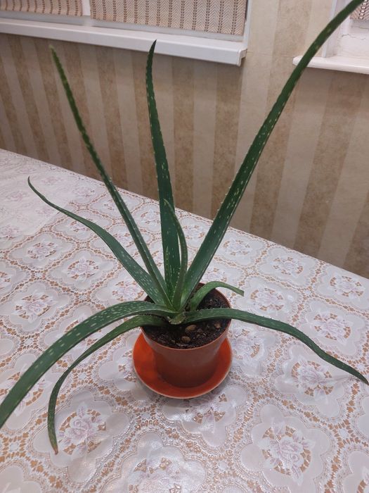 Комнатные    цветы