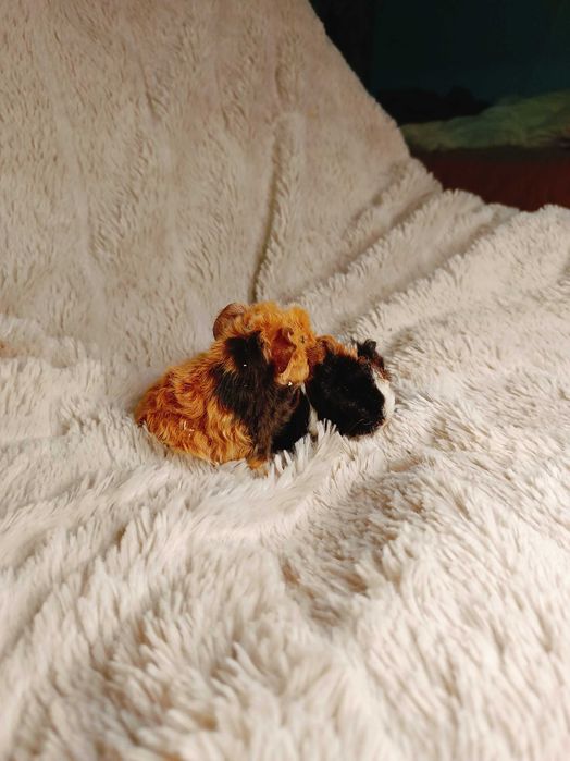 Морски свинчета альпако и зайчета