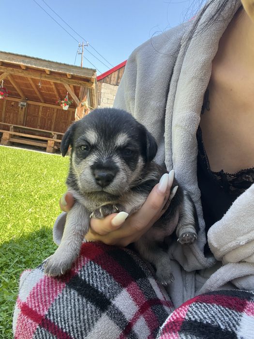 Cațelusi pt adopție