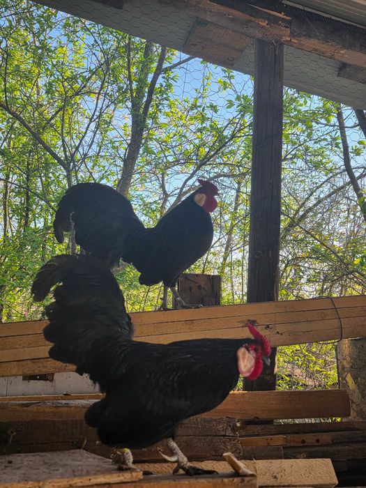De vânzare  ,Cocoșii Rozecomb Bantam
