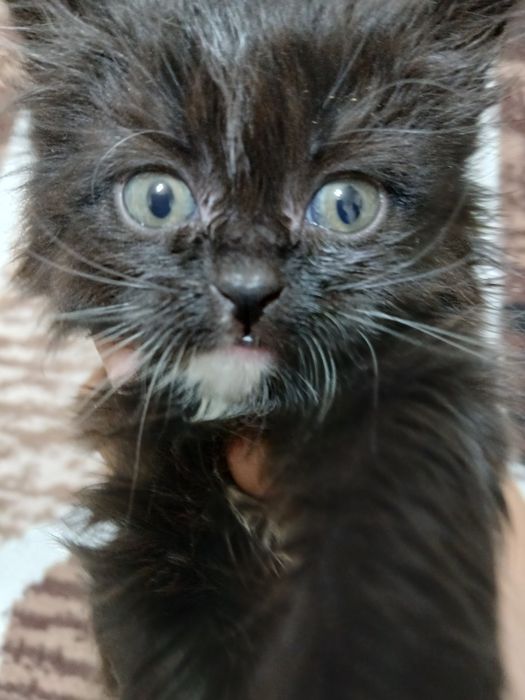 Котята отдаём бесплатно в добрые руки