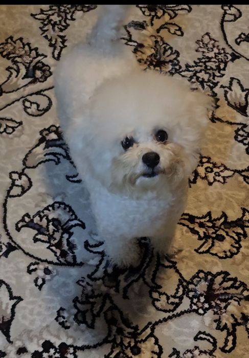 Бишон фризе ..знакомства а потом вязка