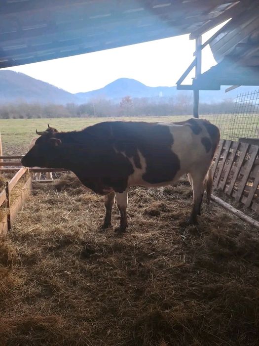 Vând vacă tânără