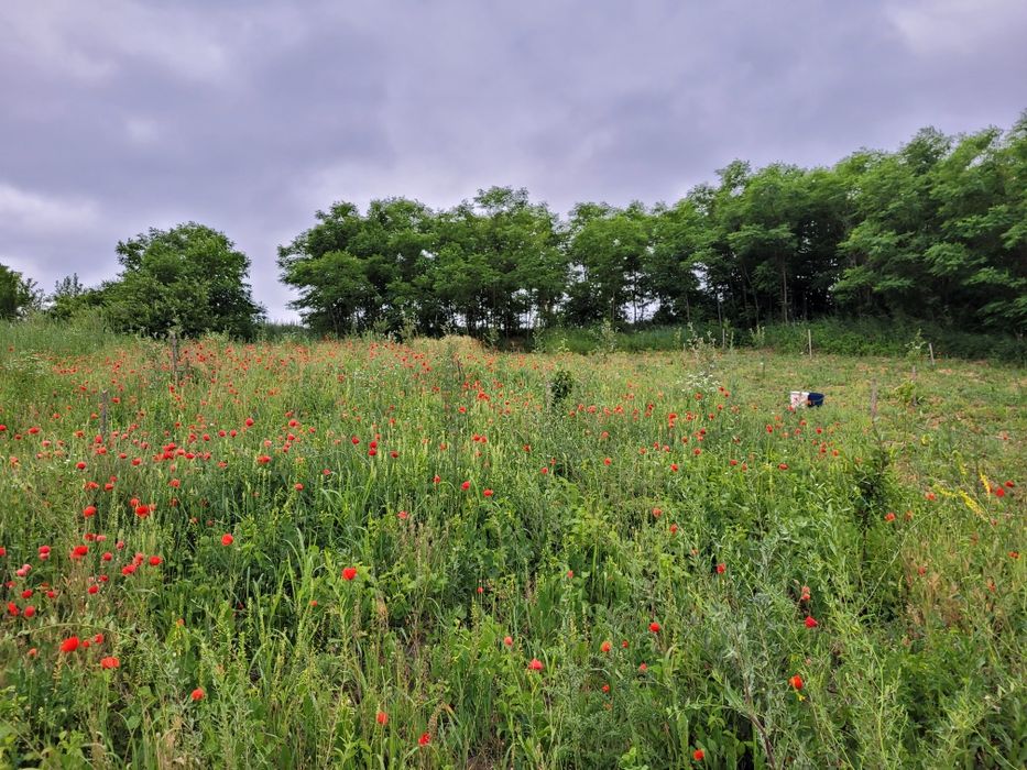 Teren intravilan 4336 m2 în Iepureni, com Movileni (20 km de Iași)