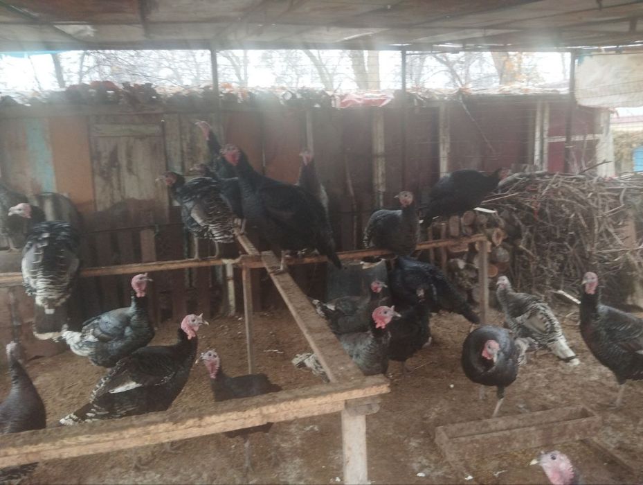 Продаются индюки