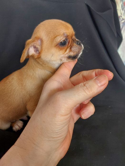 Продаю щенка чихуахуа
