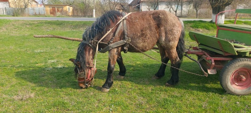 Vand iapa 8 ani nu fac schimb
