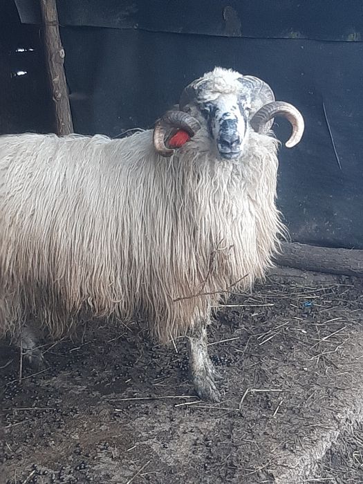 Berbec tânăr, exemplar deosebit