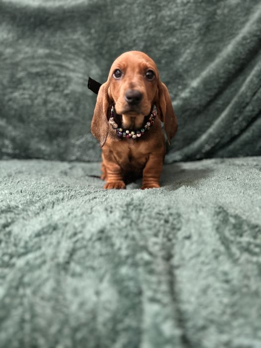 Mascul teckel cu Pedigree FCI