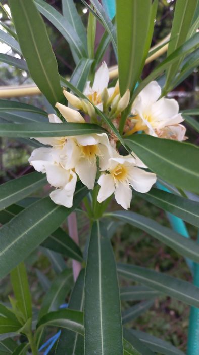 Хибискус. Олесандър.Ехинацея.Аспарагус.Кактус.Сингониум.Рипсалис