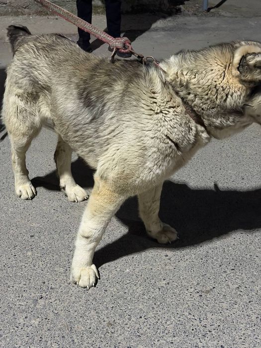 Кучук сотилади тоза калган.