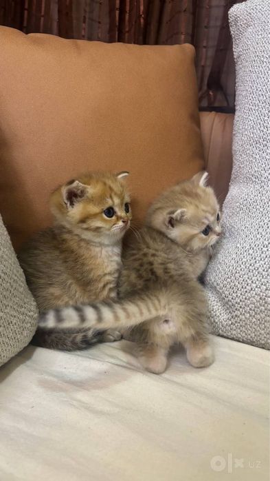 Милые британские котята