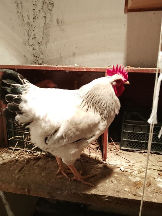 Әтеш сатылады екеуі 10000 тг