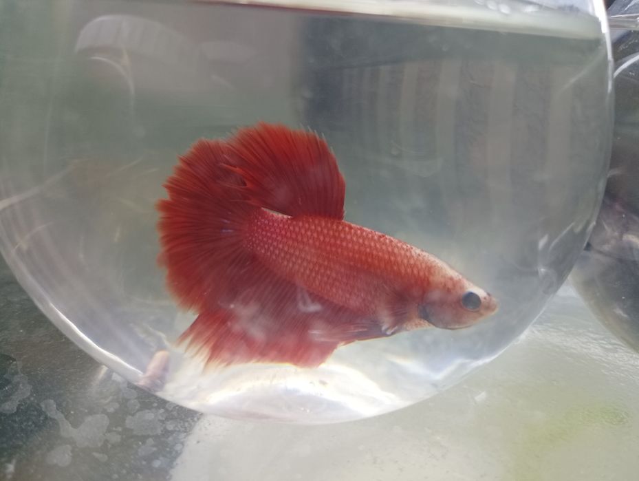 Петушок балик самец