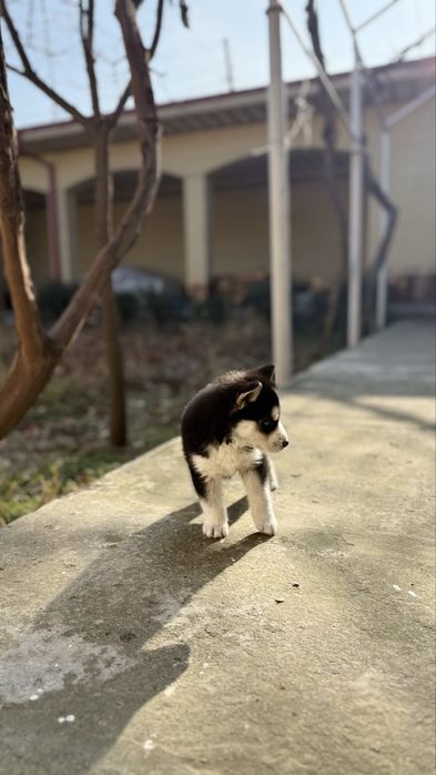 Сибирский хаски щенок