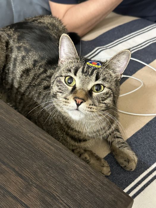 Отдадим кота в хорошие руки