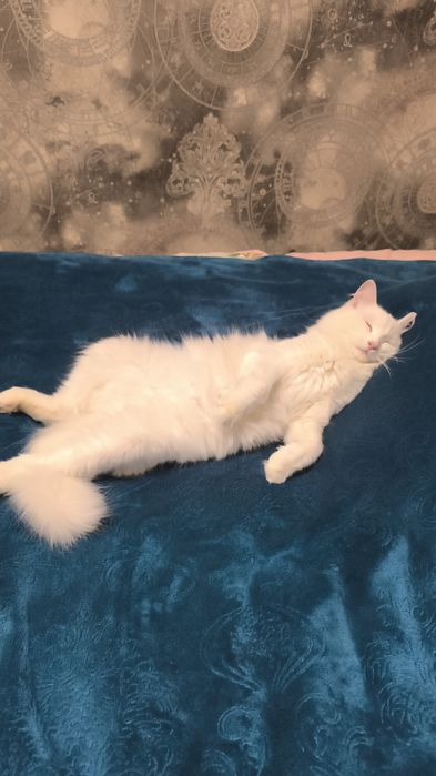 Пристраивается котик