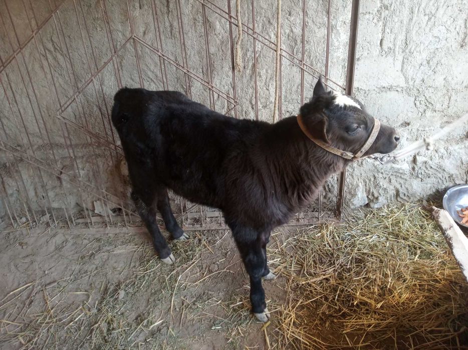 Sigir ona bola sotiladi 21 mln yana kelishamiz