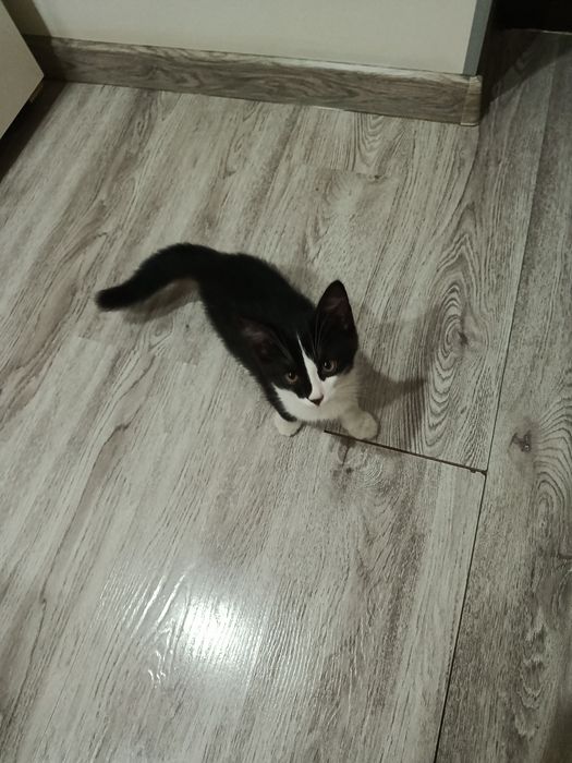Котёнок активный и здоровый Ташкент