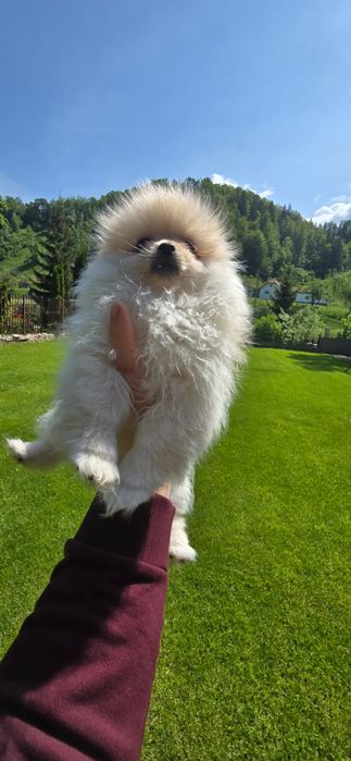 Pomeranian de vanzare