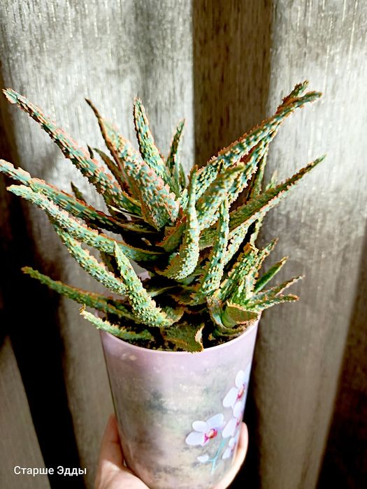 Комнатные растения