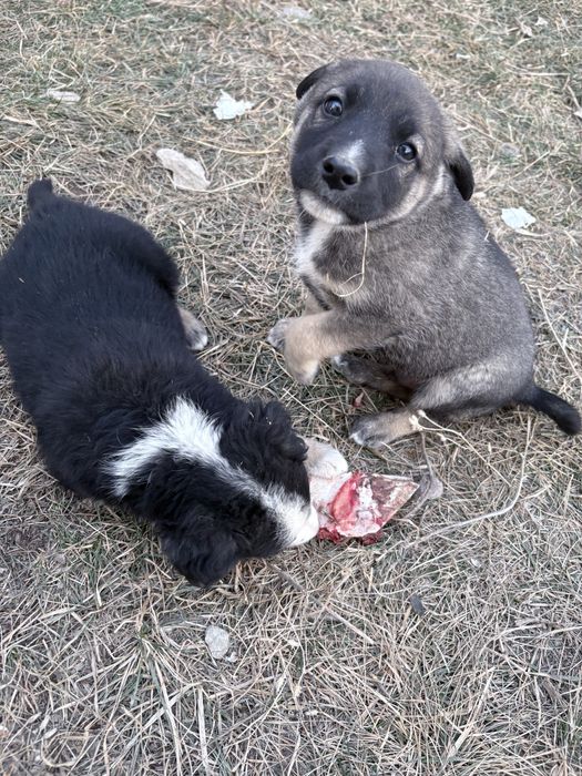 Тегін күшіктер береміз бесплатно