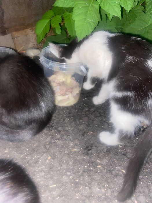 Отдам котят в добрые руки