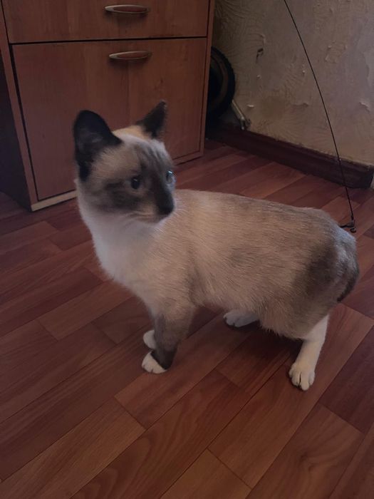 Отдадим даром котика!