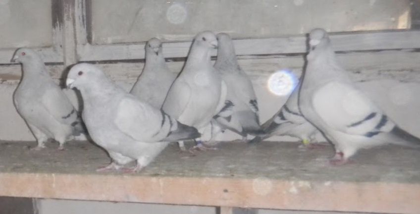 Porumbei ornament Jucători de Galați, Americani, Albastru  Azurp