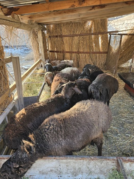 Кучкорлар сотилади