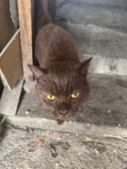 Найден котик циннамон