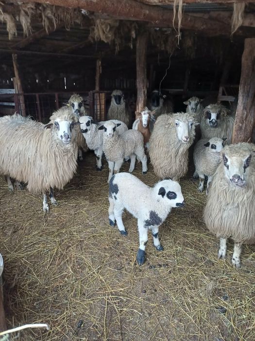 Oi si Berbeci de vanzare!