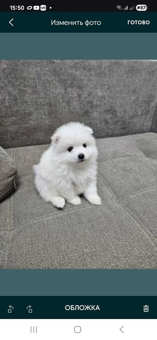 щенки японского шпица