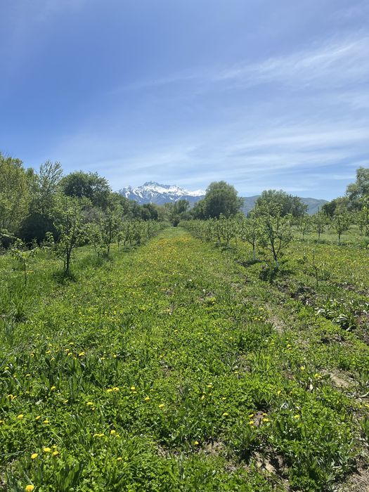 Продам яблоневый сад