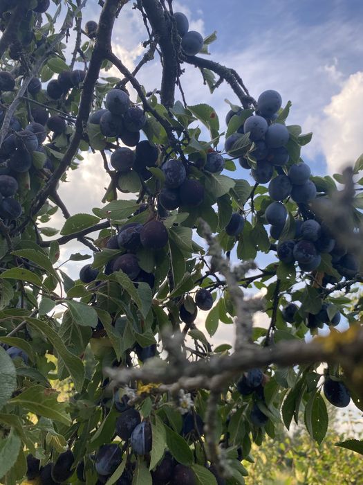 Prune de vanzare