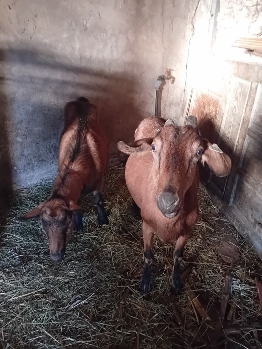 Doua capre alpine franceze gestante