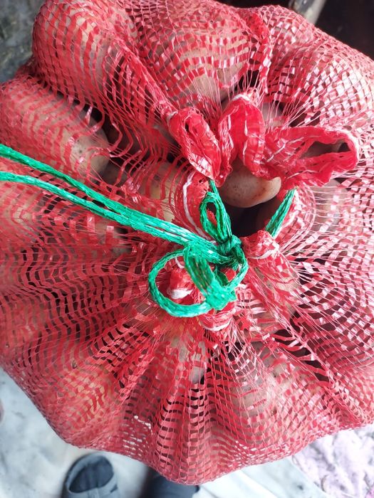 Картофель едовой