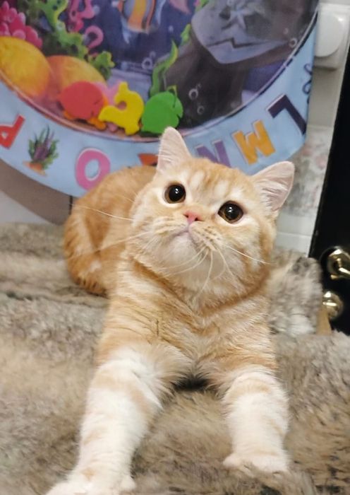 Шотландский котик из ПрофПитомника