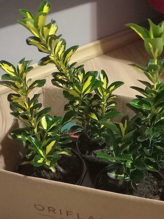 Euonymus Aureomarginatus