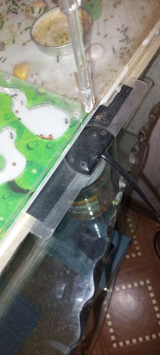 Продам муравьиную ферму, мессор структор