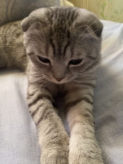 Шотландский мысык сатылады