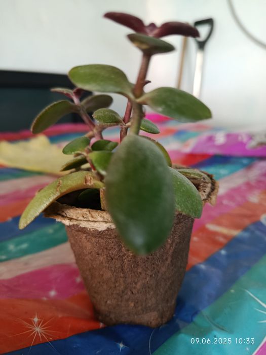 Отростки денежного дерева