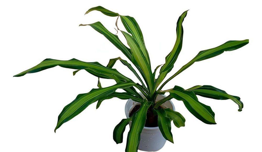 Драцена  (Massangeana). Драцена- дерево счастья.Цветы для дома и офиса