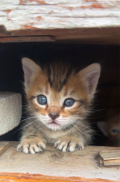Отдам котят в добрые руки , бесплатно