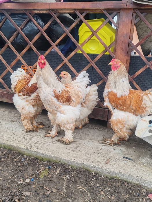 Cocoși Brahma 10 luni